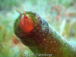 Bottle fish :) by Lütfi Tanrıöver 